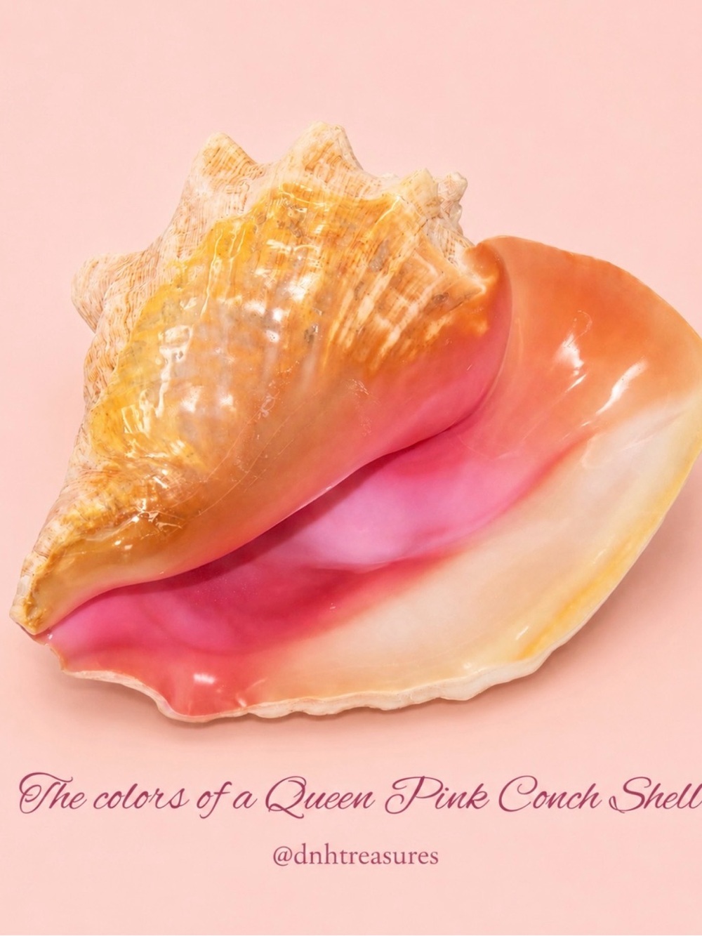 ❤️ Queen Pink Conch Navajo Style 2 Stone 9.3Gm Sterling Silver Pendant 2.06”L - Picture 15 of 15